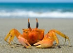 Crab on the beaach