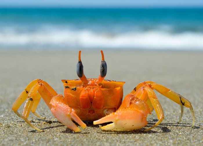 Crab on the beach