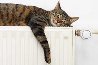 cat asleep