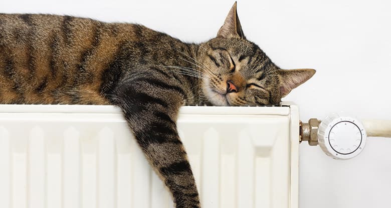 Cat sleeping on a radiator