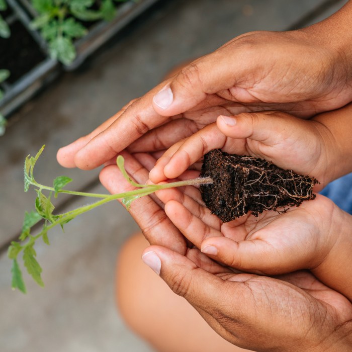A small plant in hands